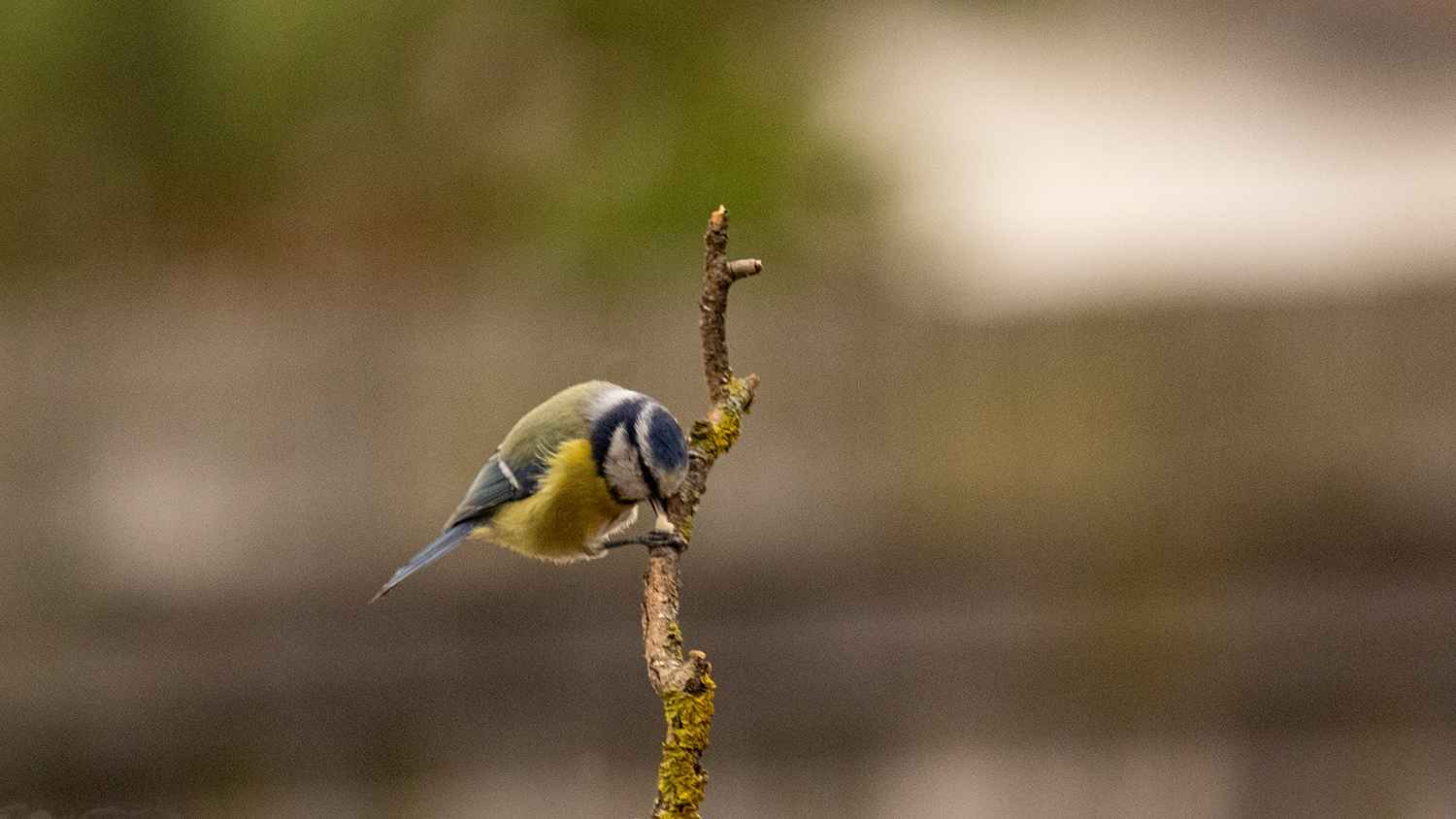 Eurasian Blue Tit